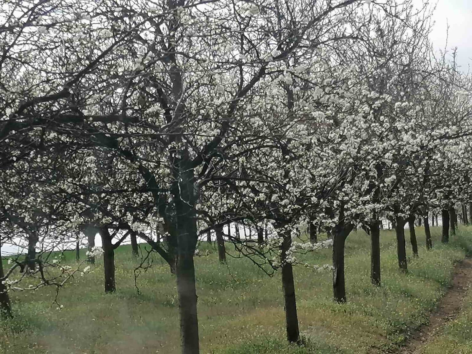 Plot for Sale – Village Umlena - For Sale - Berovo - Image 2