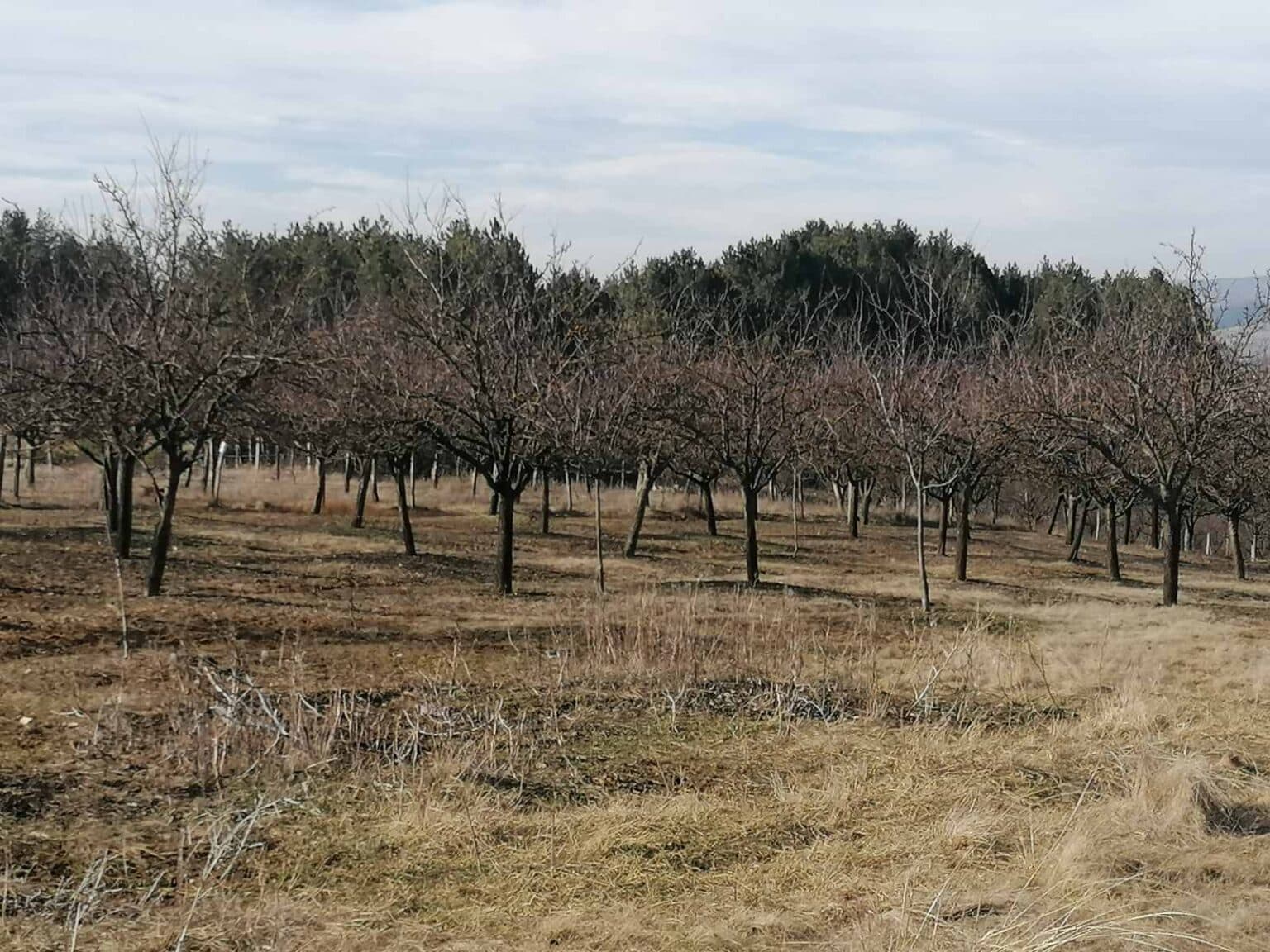 Plot for sale in Berovo - 2